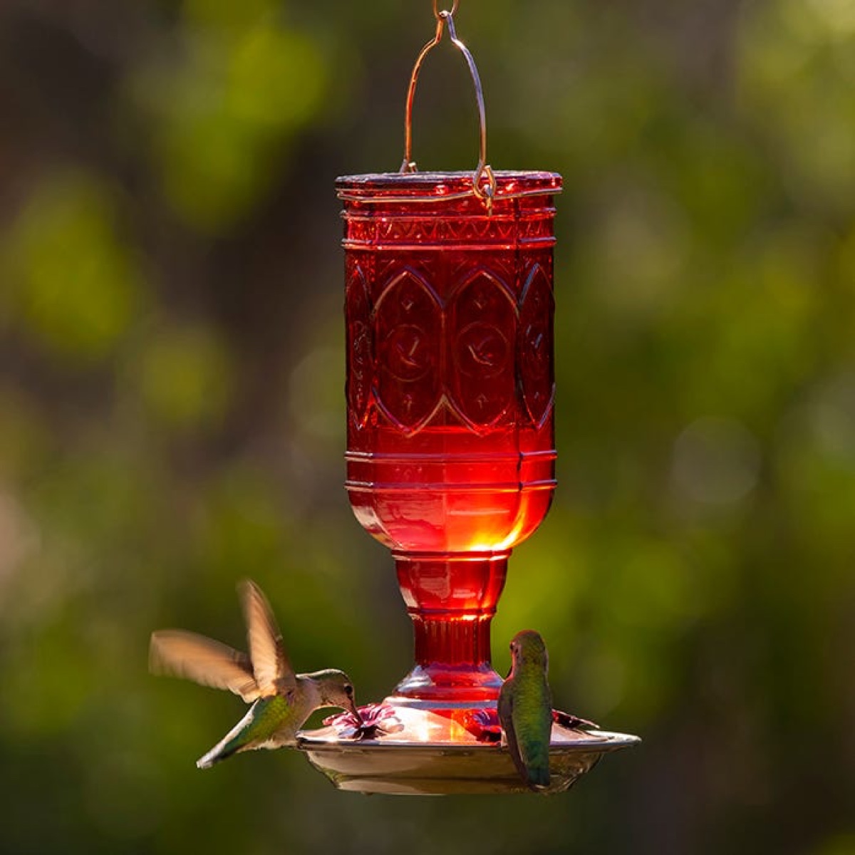 Classic 20oz Red Jewel Glass Hummingbird Feeder 5 Ports
