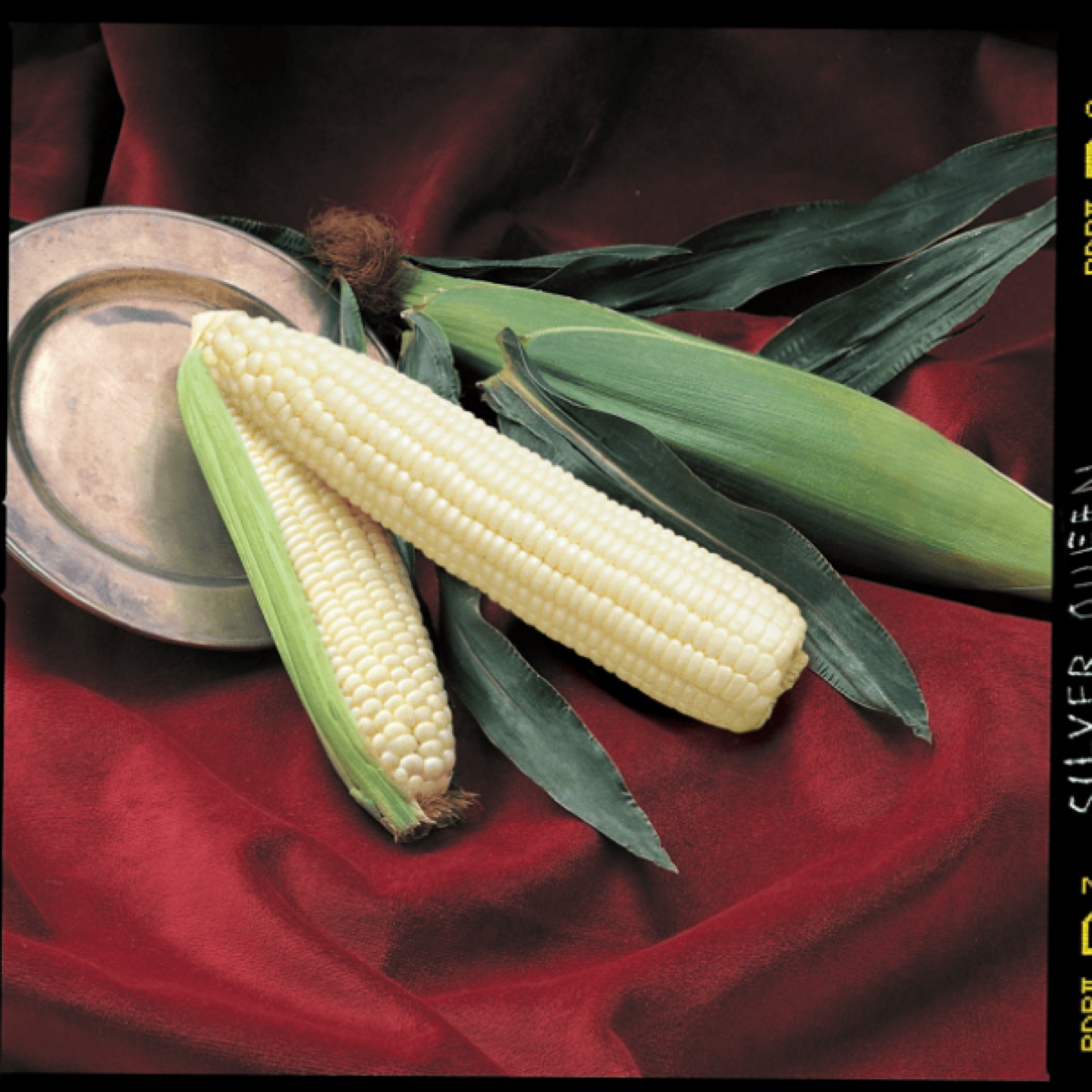 Corn, Silver Queen 100 KS Bag