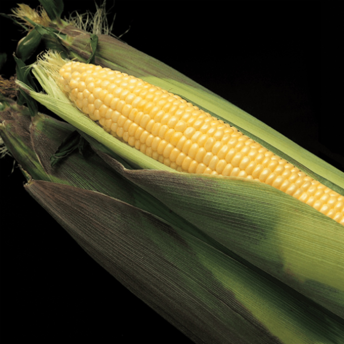 Corn, Kandy Eh 25 KS Bag