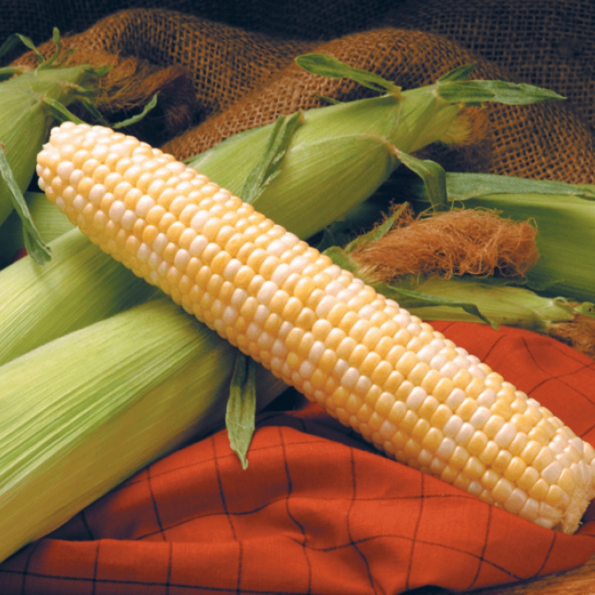Corn, Providence 100 KS Bag