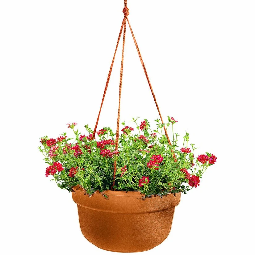 BLOEM, LLC Bloem 12" Dura Cotta Hanging Basket Terra Cotta — Single Unit