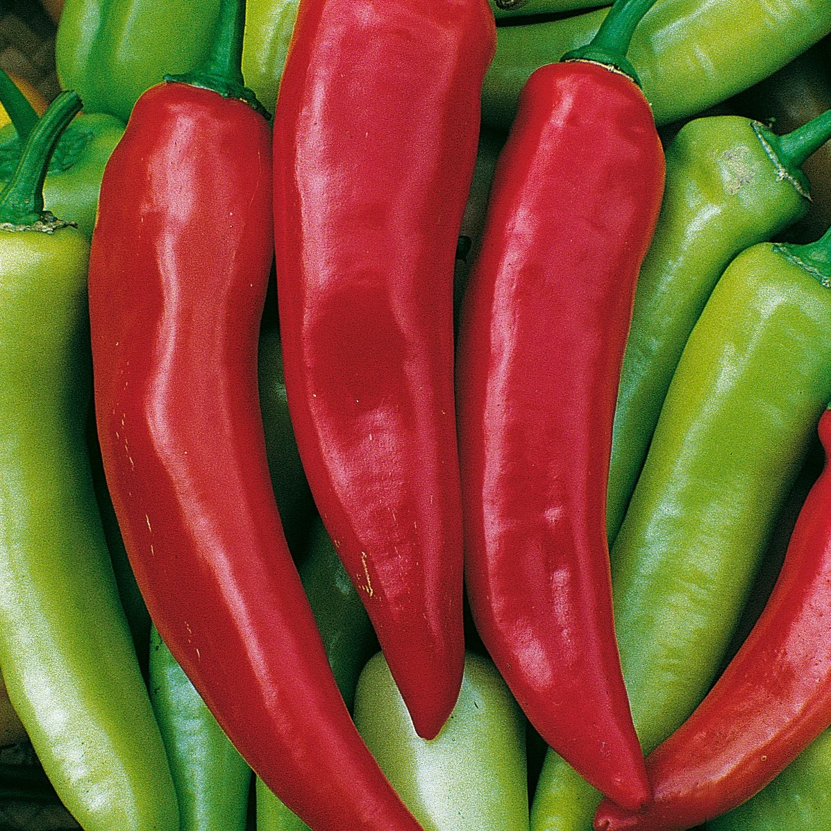 ILLINOIS FOUNDATION SEEDS, INC Peppers, Hungarian Hot Wax 1/2oz — Single Unit