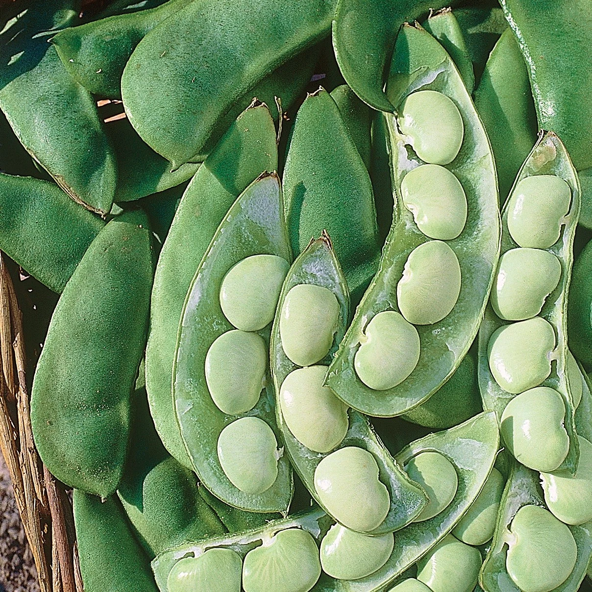 ILLINOIS FOUNDATION SEEDS, INC Limas, Cangreen/ Thorgreen 1lb — Single Unit