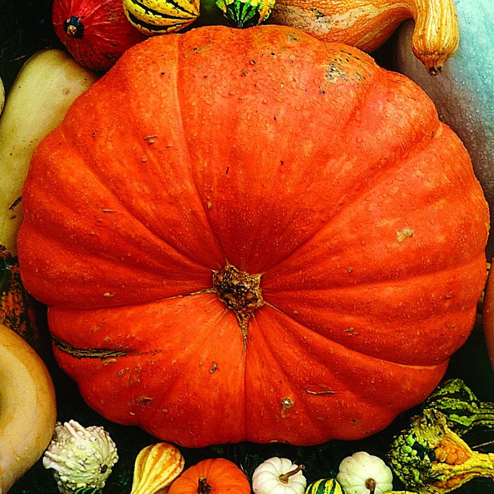 ILLINOIS FOUNDATION SEEDS, INC Pumpkin, Big Max 1/2lb — Single Unit