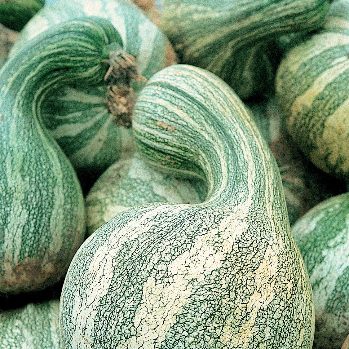 ILLINOIS FOUNDATION SEEDS, INC Pumpkin, Green Striped Cushaw 1/2oz — Single Unit
