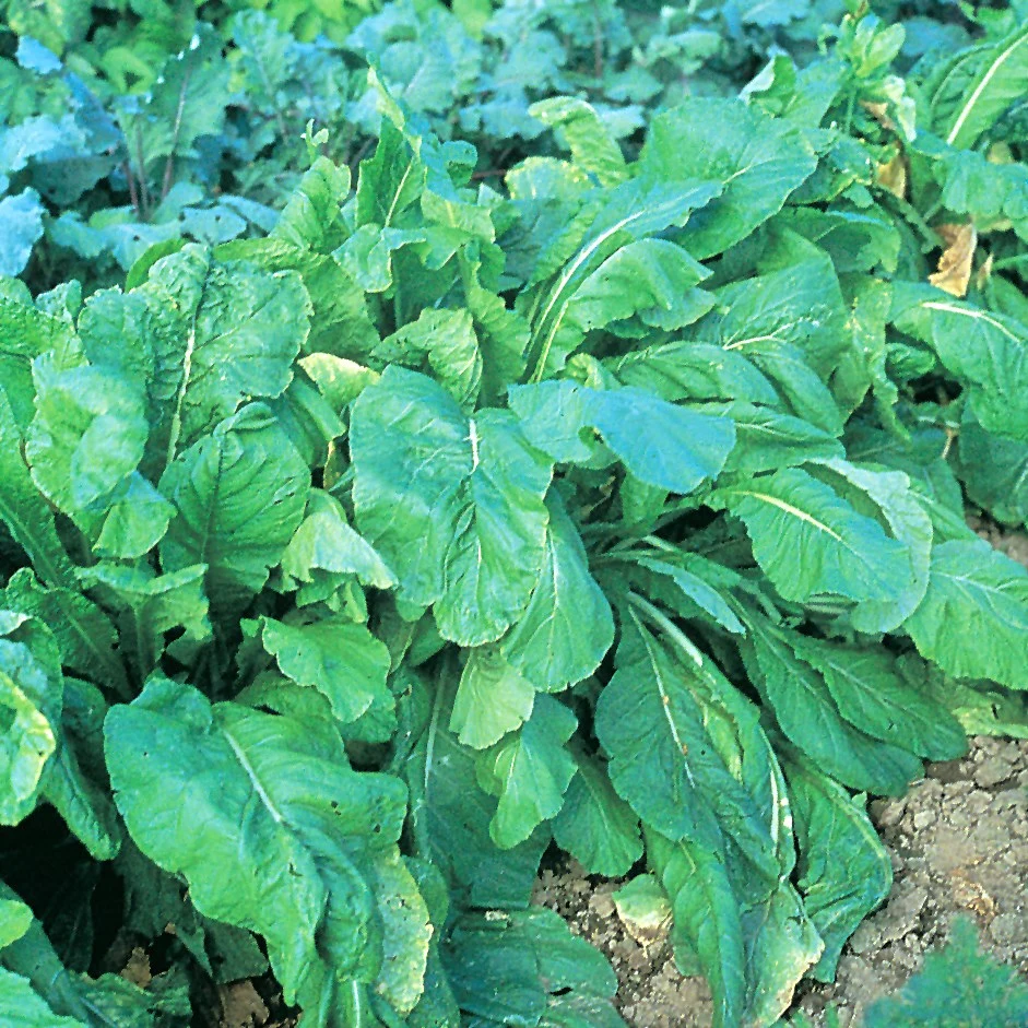 ILLINOIS FOUNDATION SEEDS, INC Mustard Spinach, Tendergreen 1lb — Single Unit