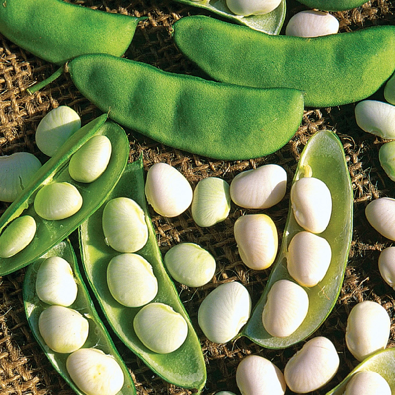 ILLINOIS FOUNDATION SEEDS, INC Limas, White Dixie Butterpea 1lb — Single Unit