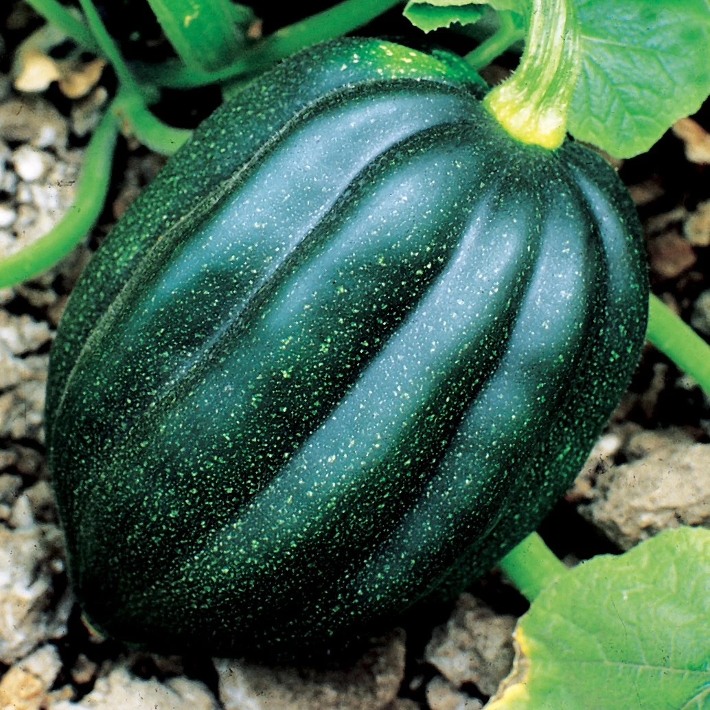 ILLINOIS FOUNDATION SEEDS, INC Squash, Table Queen Acorn 1/2oz — Single Unit
