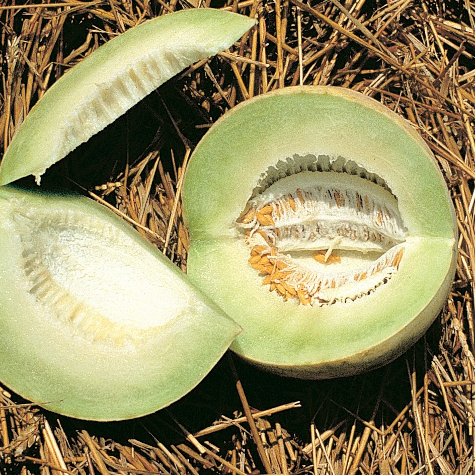 ILLINOIS FOUNDATION SEEDS, INC Cantaloupe, Honeydew 1/2oz — Single Unit