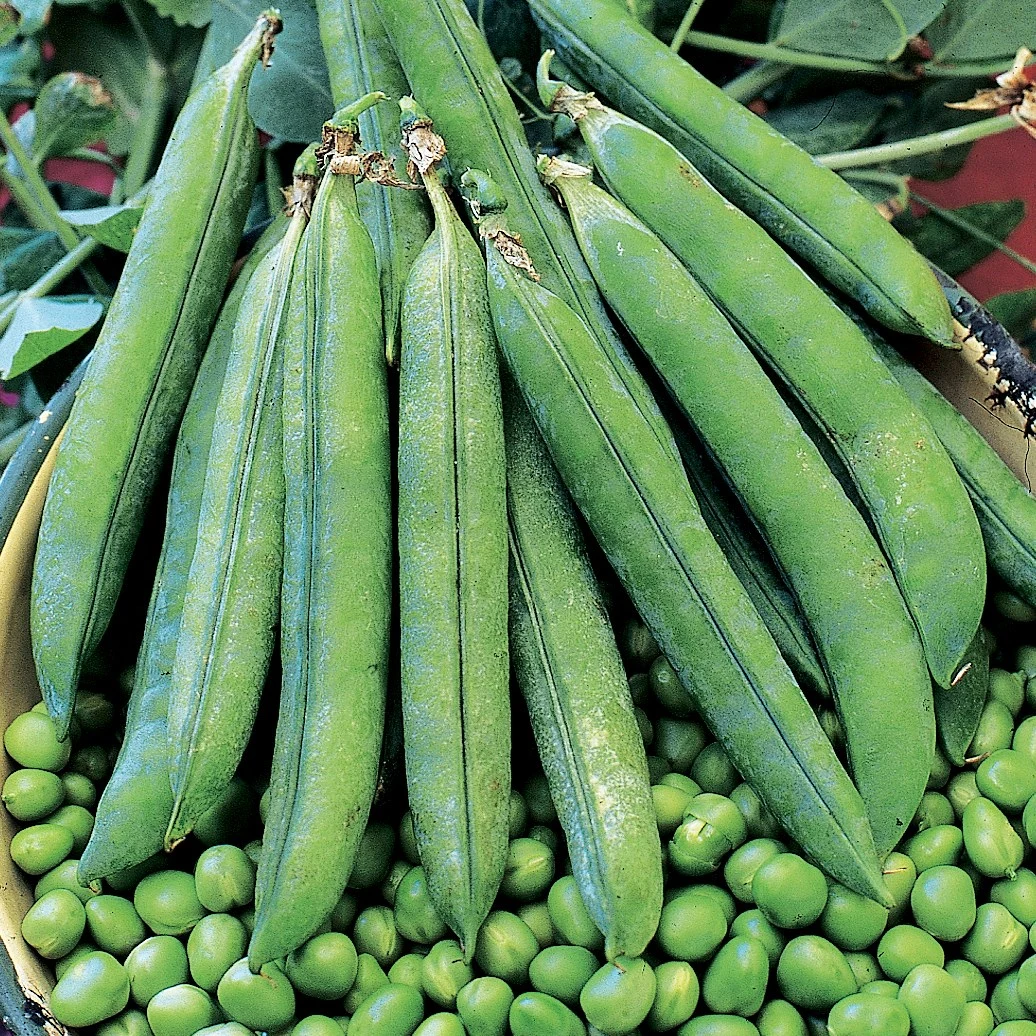 ILLINOIS FOUNDATION SEEDS, INC Peas, Laxton Progress #9 1lb — Single Unit