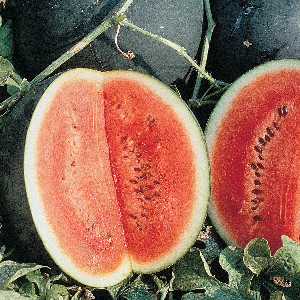 ILLINOIS FOUNDATION SEEDS, INC Watermelon, Sugar Baby 1/2oz — Single Unit