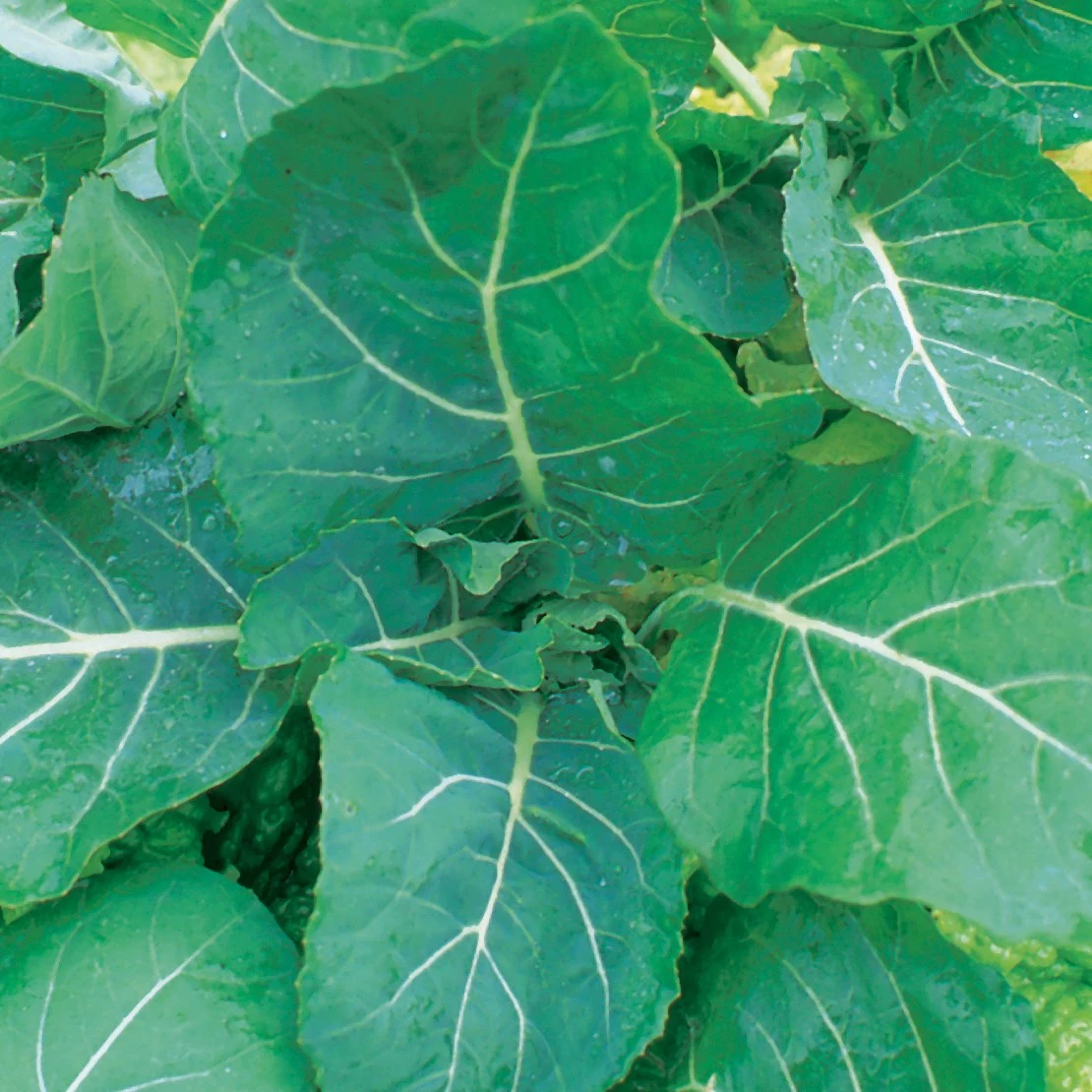 ILLINOIS FOUNDATION SEEDS, INC Collards, Georgia 4oz — Single Unit