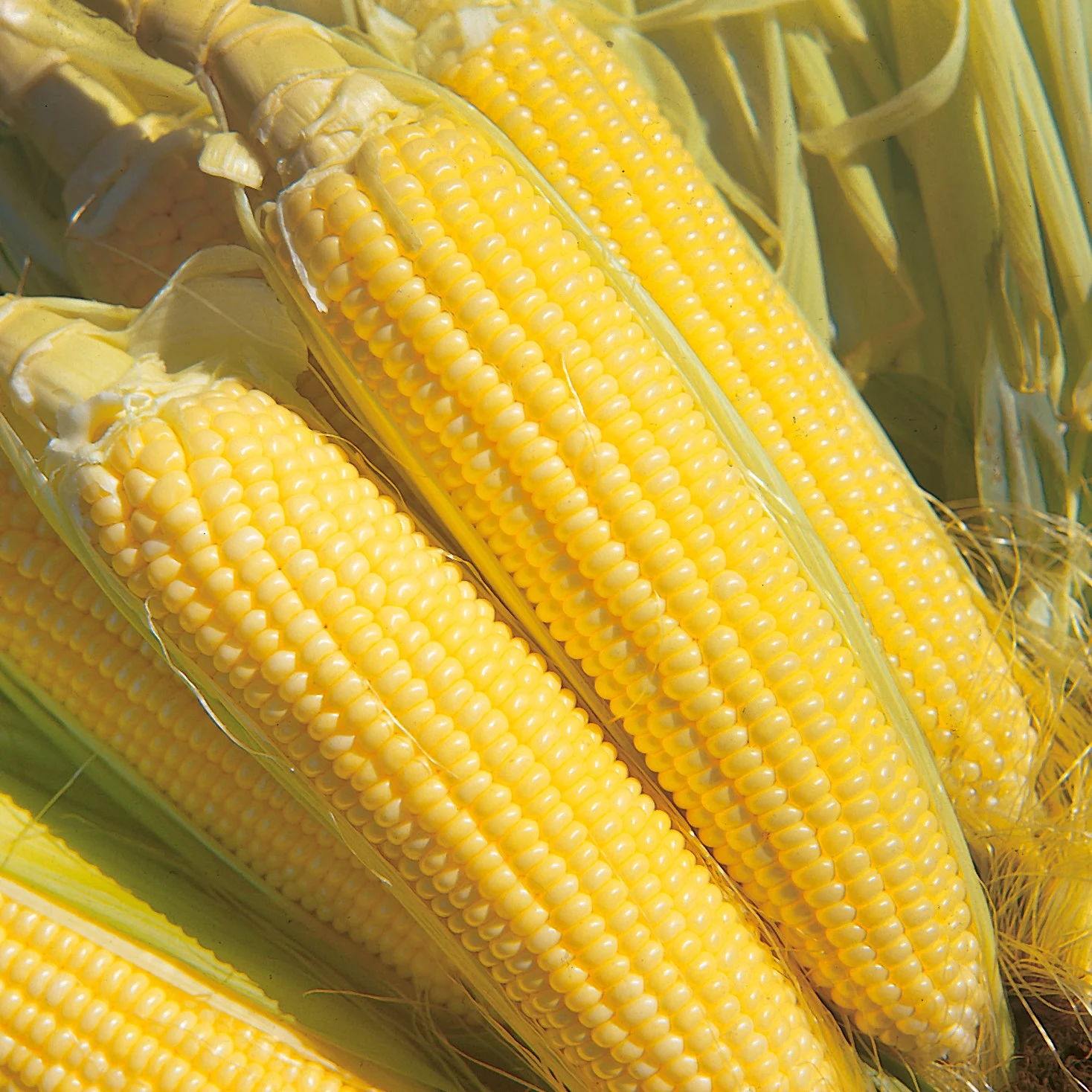 ILLINOIS FOUNDATION SEEDS, INC Corn, Iochief 4oz — Single Unit