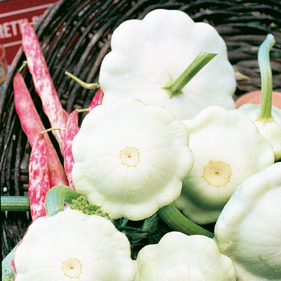 ILLINOIS FOUNDATION SEEDS, INC Squash, Early White Bush 1/2oz — Single Unit