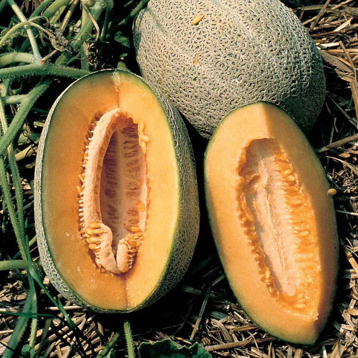 ILLINOIS FOUNDATION SEEDS, INC Cantaloupe, Hales Best Jumbo 1/2oz — Single Unit