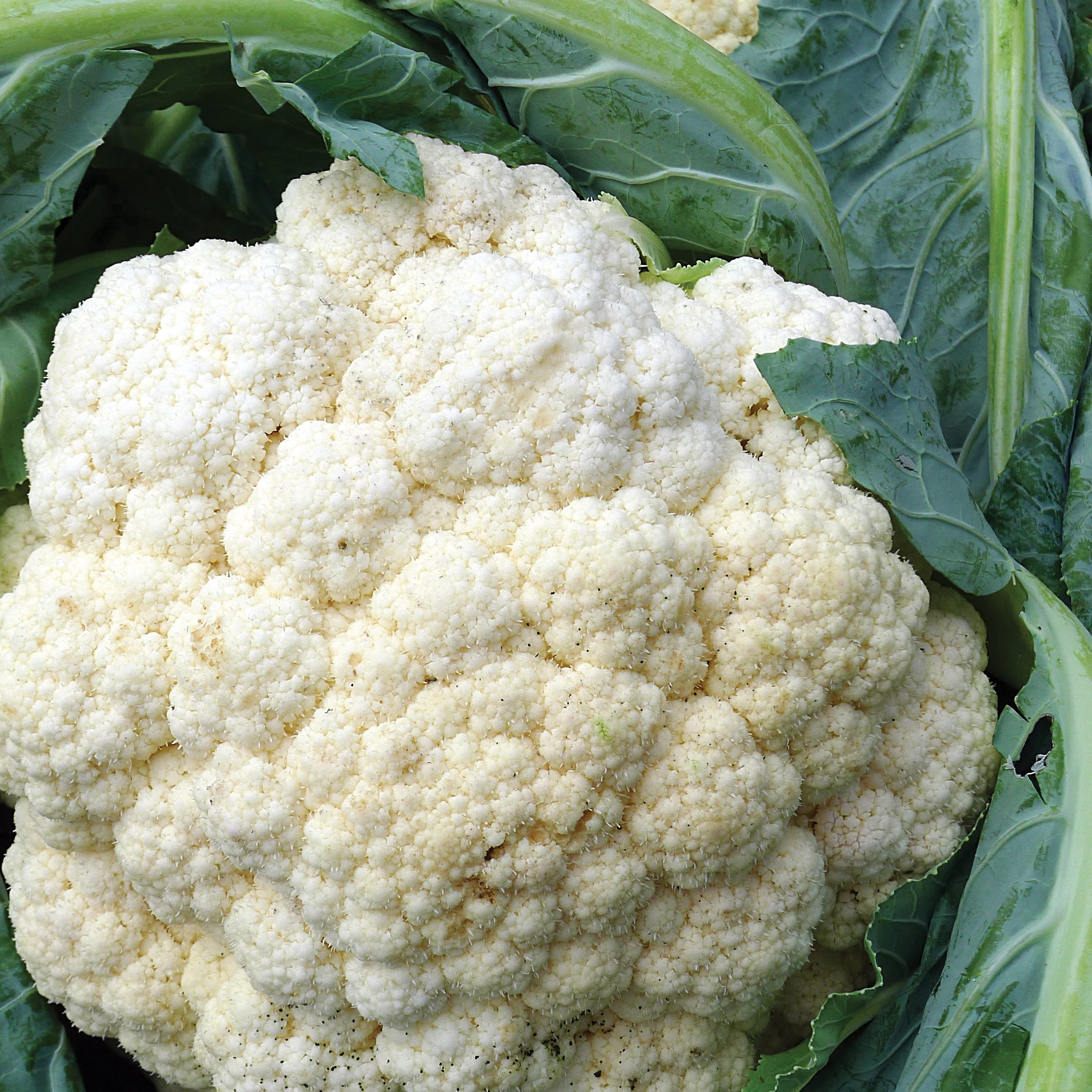 ILLINOIS FOUNDATION SEEDS, INC Cauliflower, Snowball Improved 1lb — Single Unit