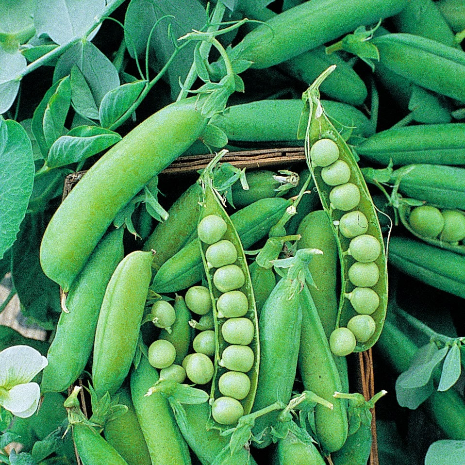 ILLINOIS FOUNDATION SEEDS, INC Peas, Early Alaska 62 1lb — Single Unit