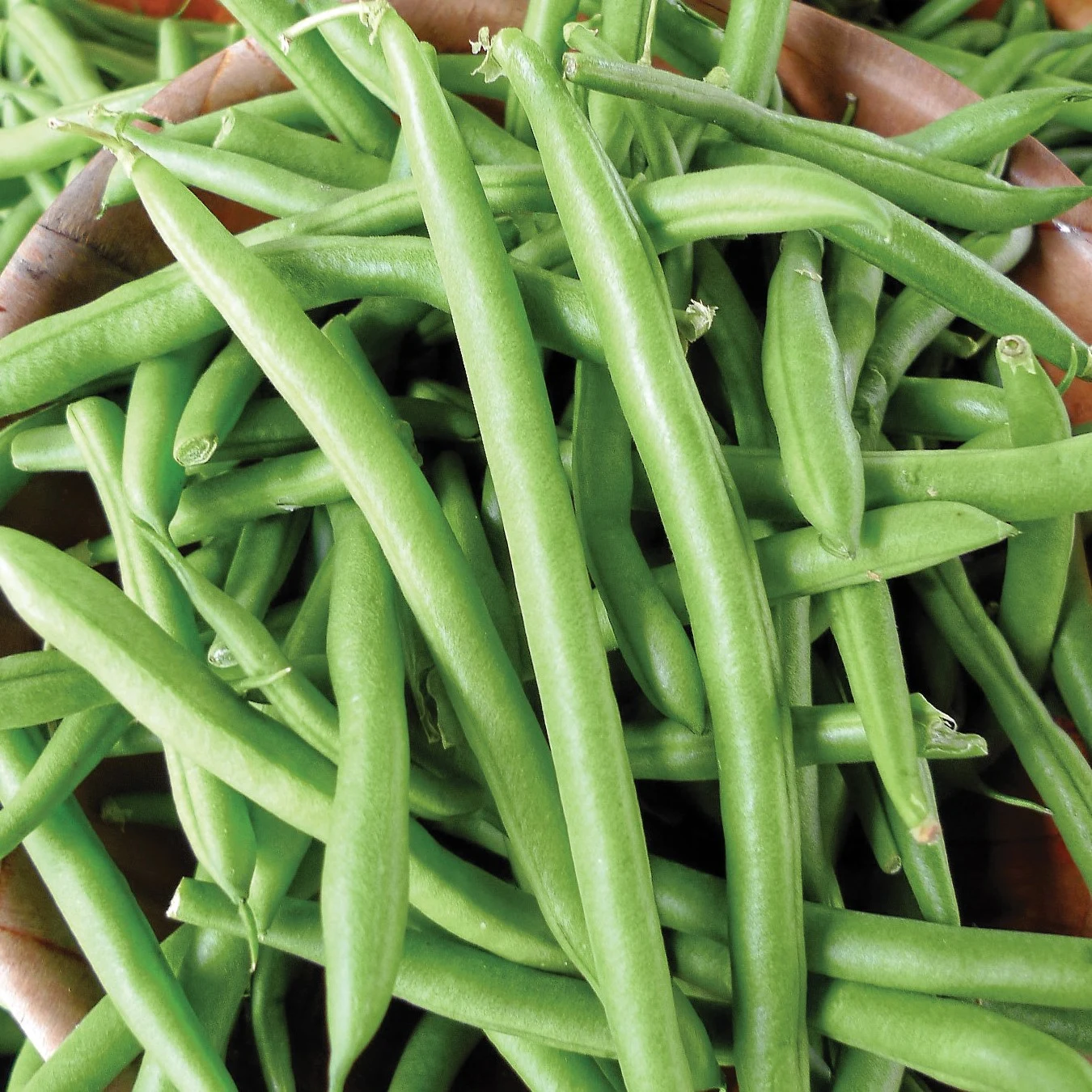 ILLINOIS FOUNDATION SEEDS, INC Beans, Tendergreen Bush Stringless 1lb — Single Unit