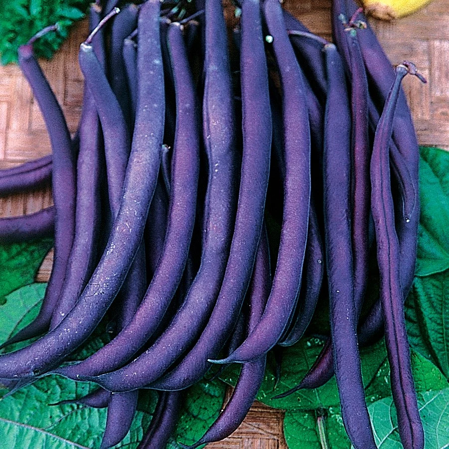 ILLINOIS FOUNDATION SEEDS, INC Beans, Royal Burgundy Bush 1lb — Single Unit