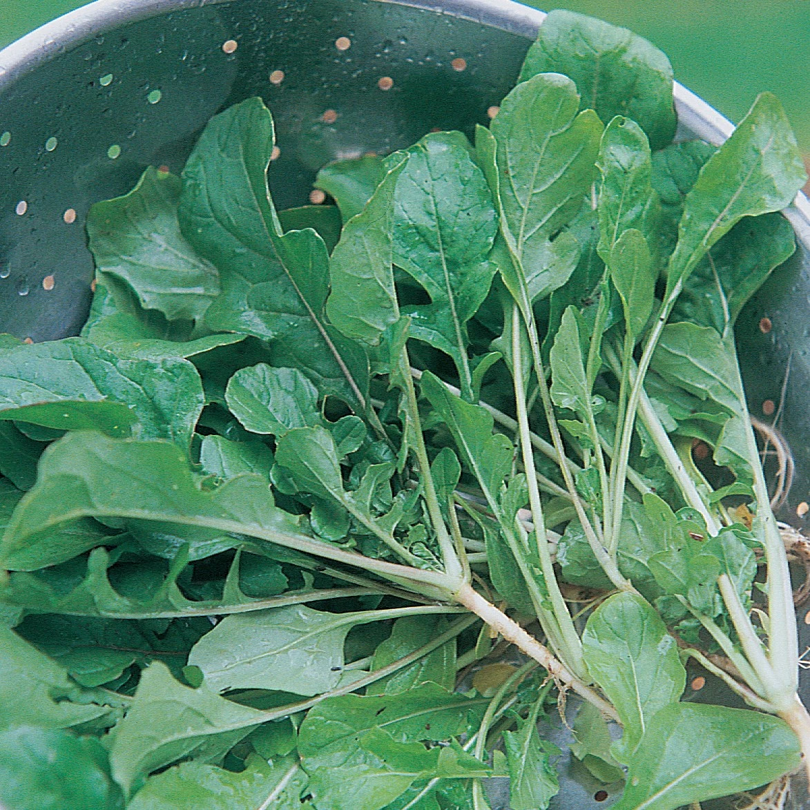 ILLINOIS FOUNDATION SEEDS, INC Turnips, Seven Top 4oz — Single Unit