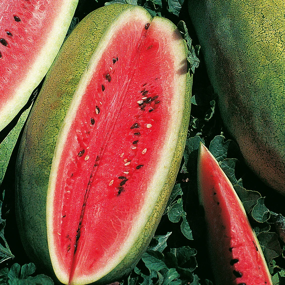 ILLINOIS FOUNDATION SEEDS, INC Watermelon, Congo 1/2oz — Single Unit
