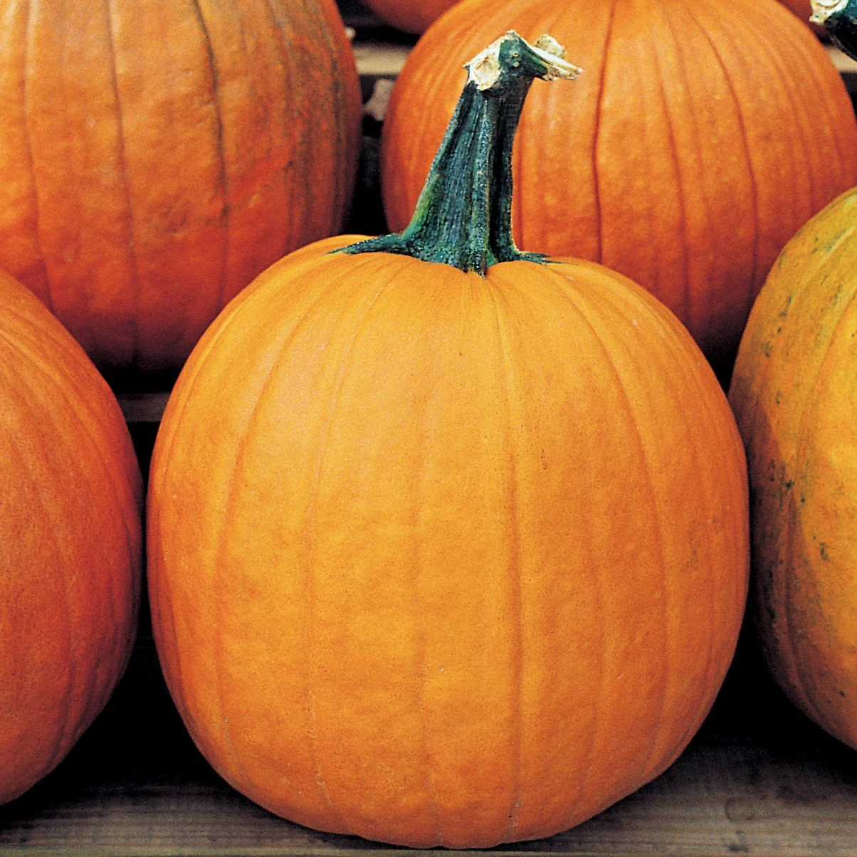 ILLINOIS FOUNDATION SEEDS, INC Pumpkin, Howden 1/2lb — Single Unit