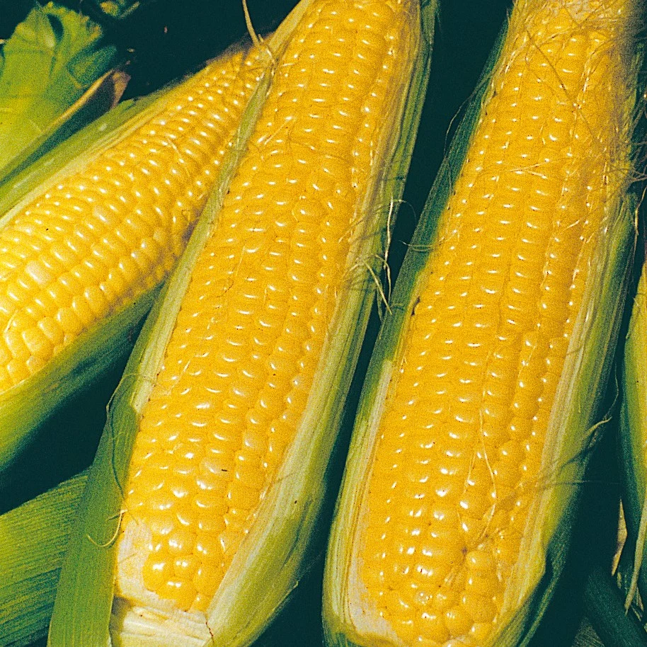 ILLINOIS FOUNDATION SEEDS, INC Corn, Nk 199 4oz — Single Unit