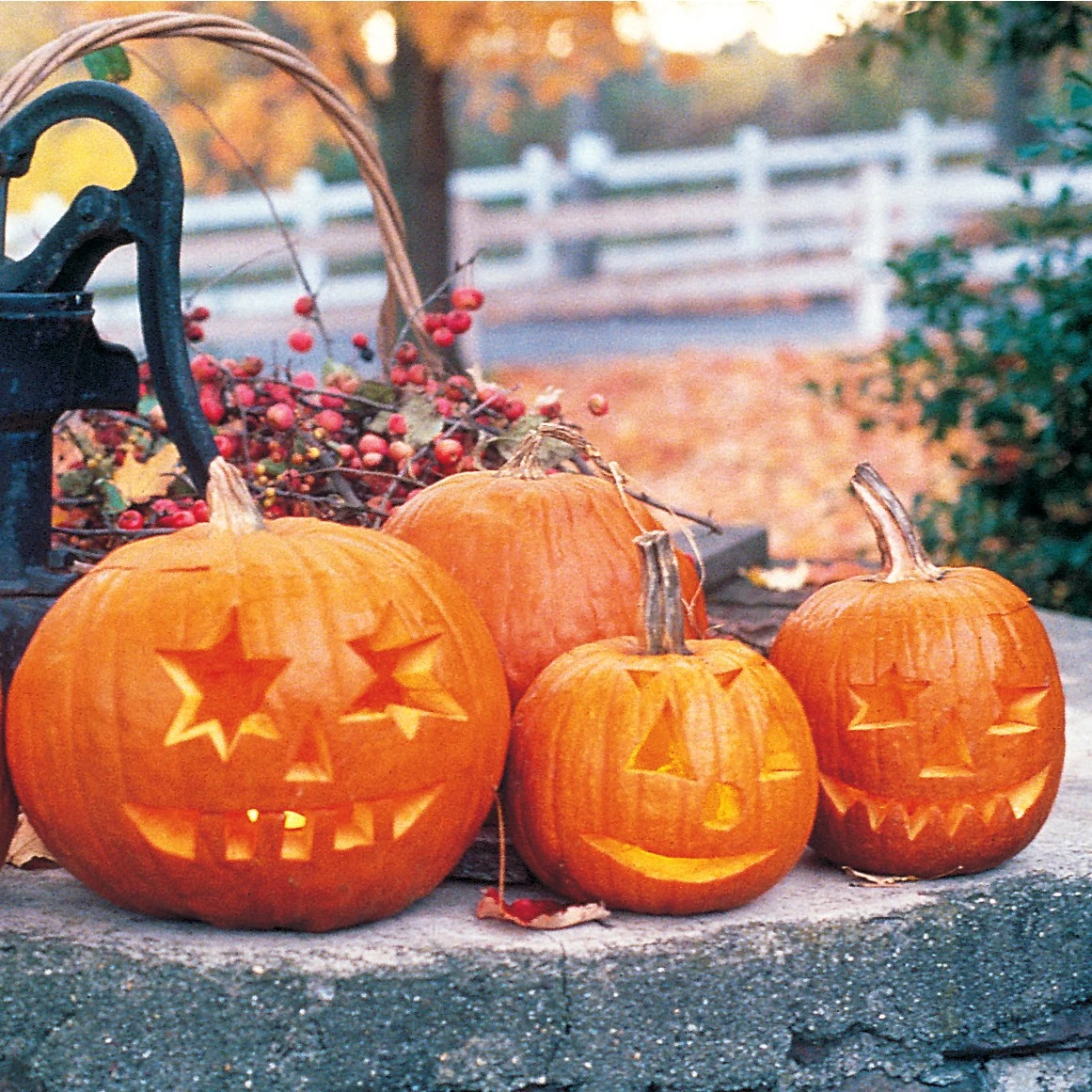 ILLINOIS FOUNDATION SEEDS, INC Pumpkin, Jack O Lantern 1/2oz — Single Unit
