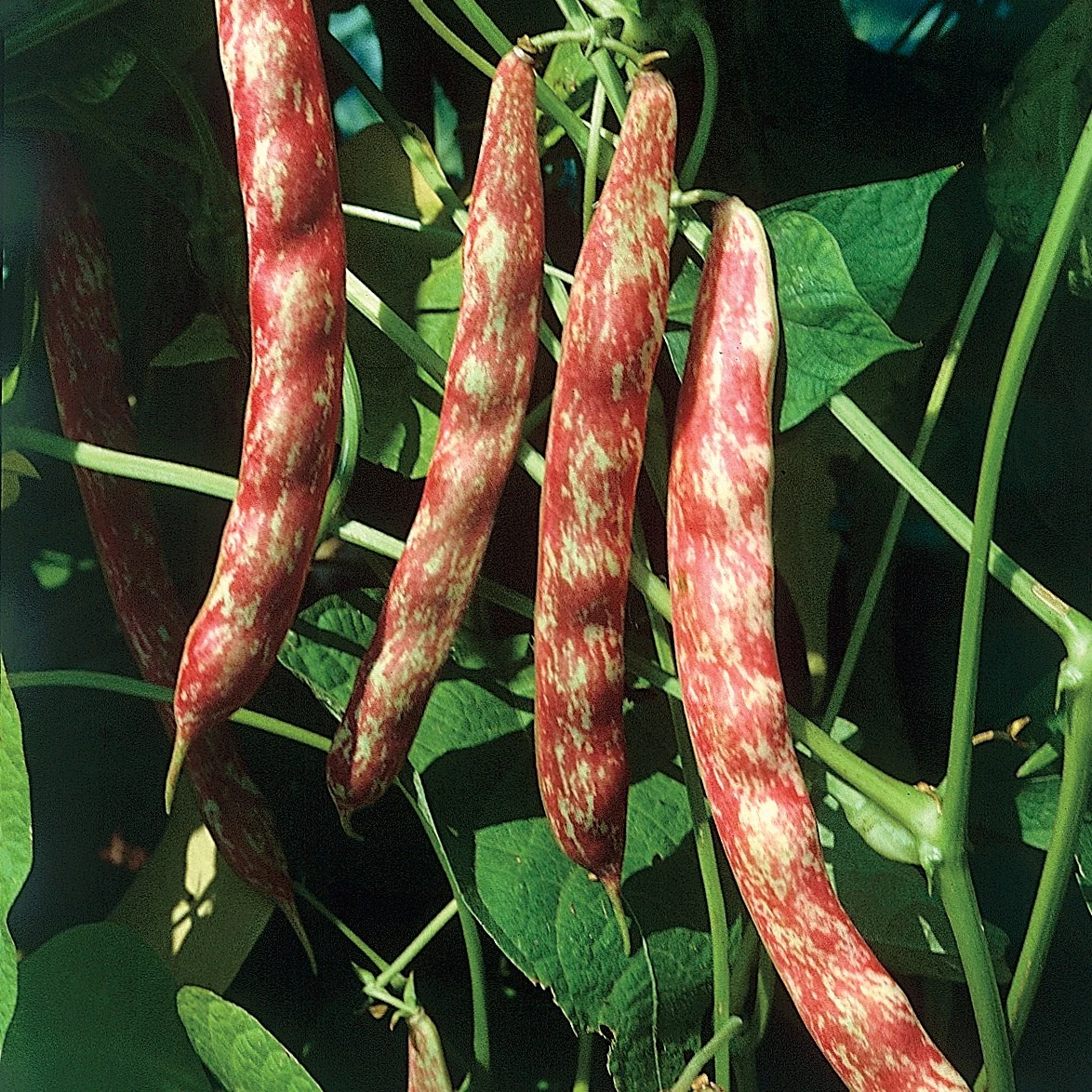 ILLINOIS FOUNDATION SEEDS, INC Beans, Taylor Horticulture Bush 1lb — Single Unit