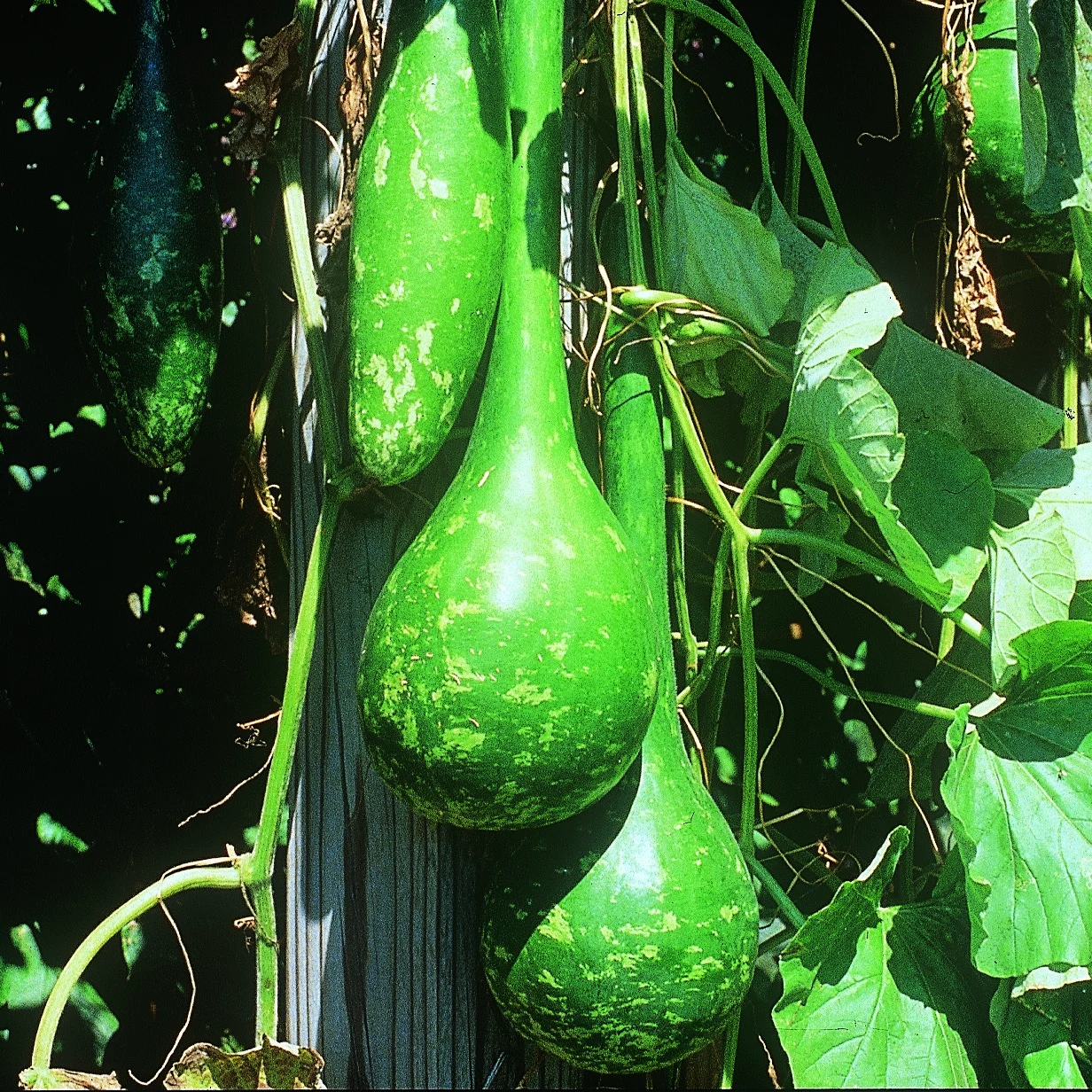WILD WEST SEED, INC GOURDS, DIPPER 50# — Single Unit
