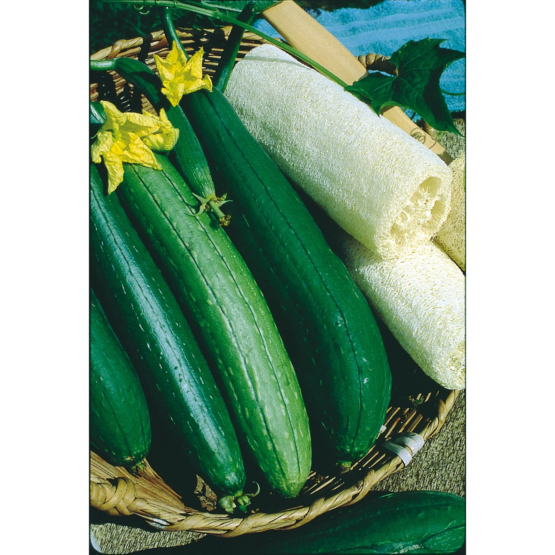 WILD WEST SEED, INC Gourds, Luffa 1/2oz — Single Unit