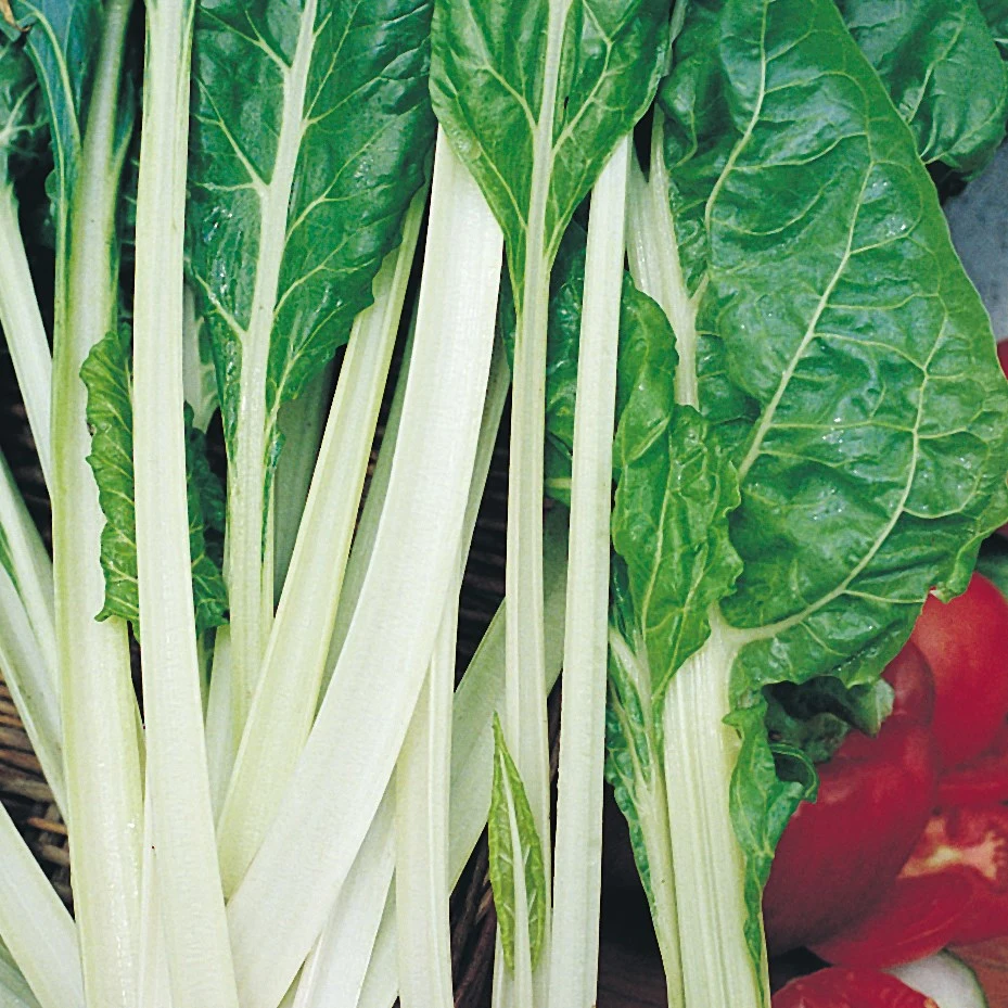 WILD WEST SEED, INC Swiss Chard, Lucullus 1/2lb — Single Unit