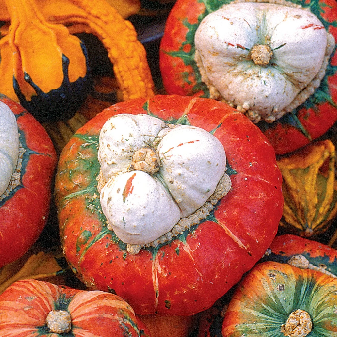 WILD WEST SEED, INC Squash, Turks Turban 1/2lb — Single Unit