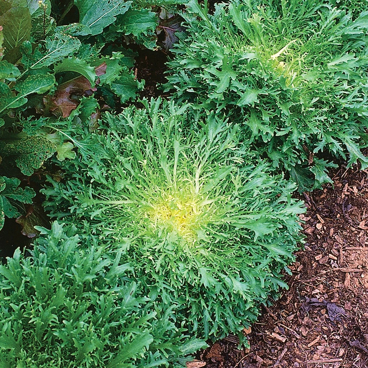 WILD WEST SEED, INC Endive, Green Curled Ruffic 1/2lb — Single Unit