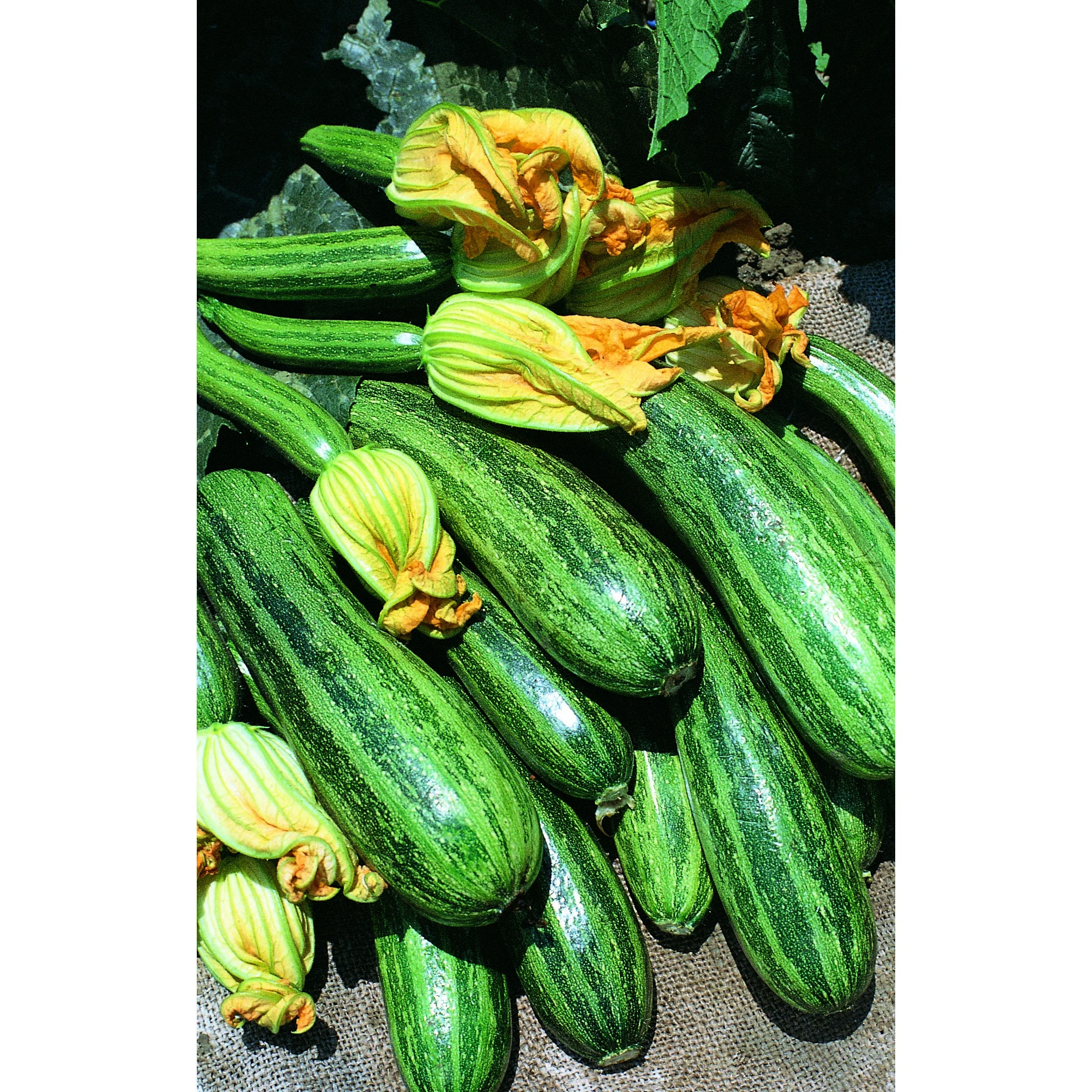 WILD WEST SEED, INC Squash, Cocozelle 1/2oz — Single Unit