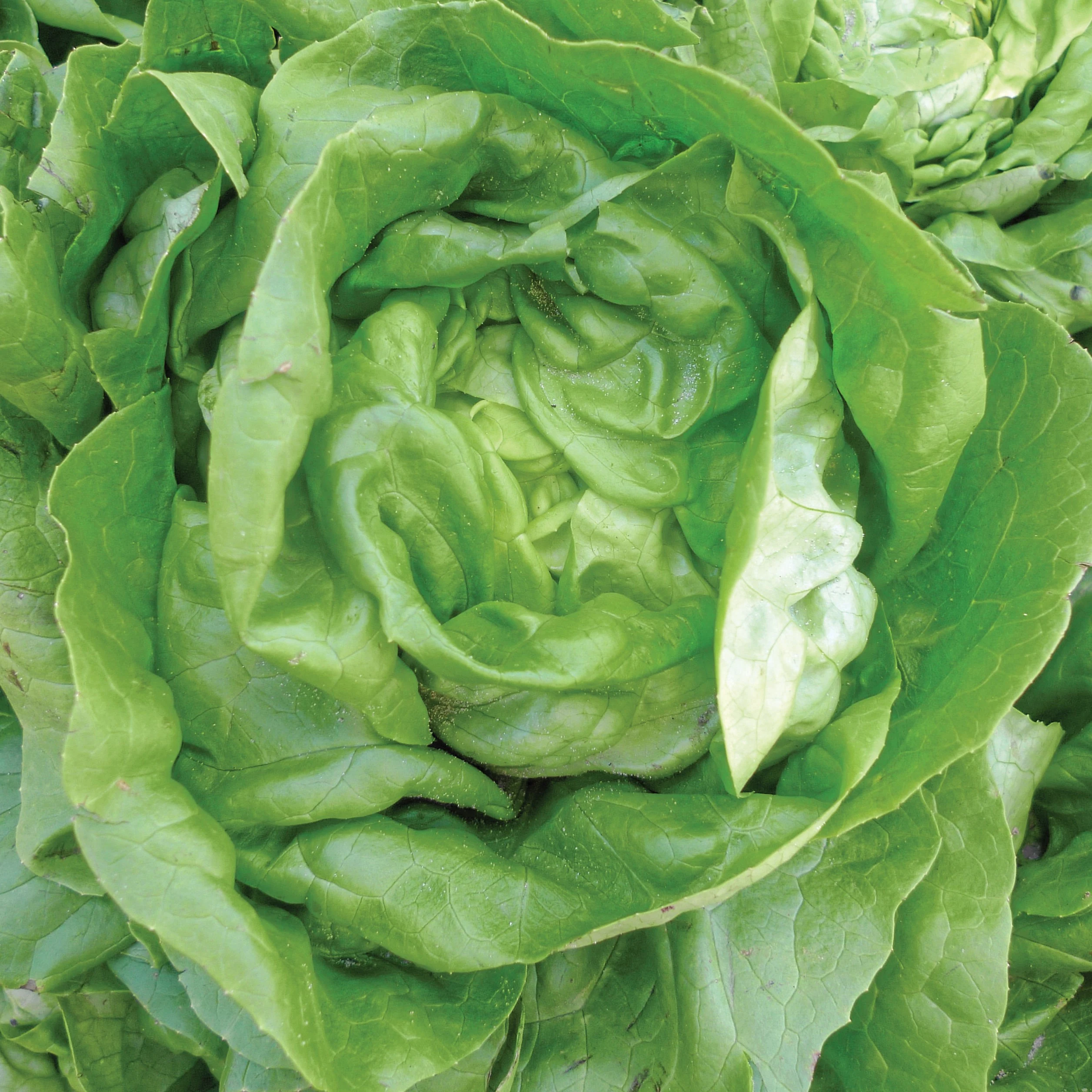 WILD WEST SEED, INC Lettuce, Bibb 1/2lb — Single Unit