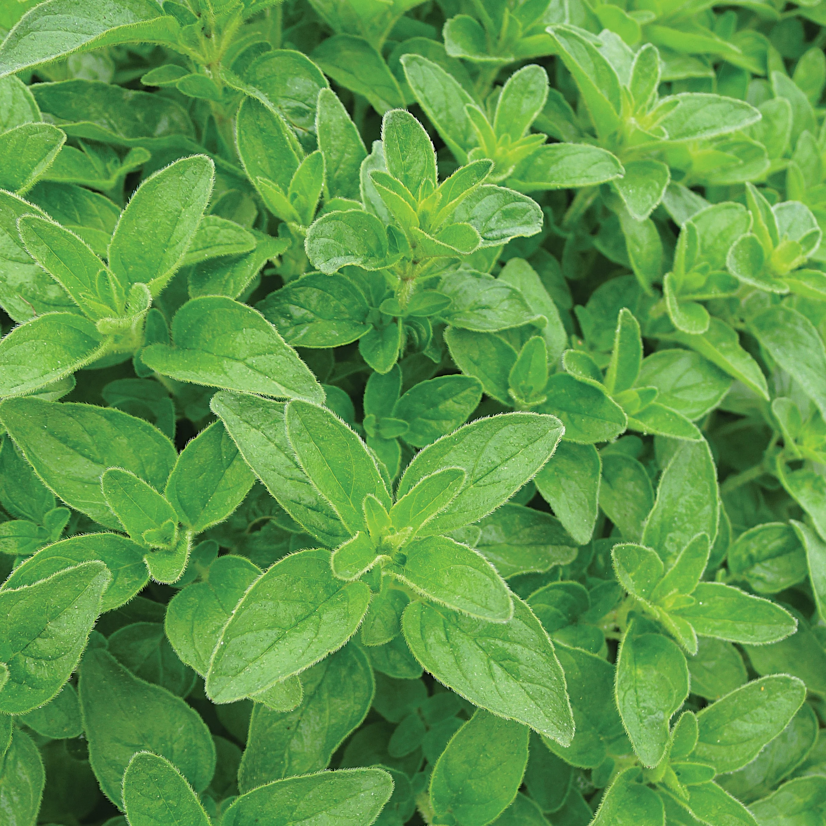 WILD WEST SEED, INC OREGANO (VULGARE) 1/2 OZ. EACH — Single Unit