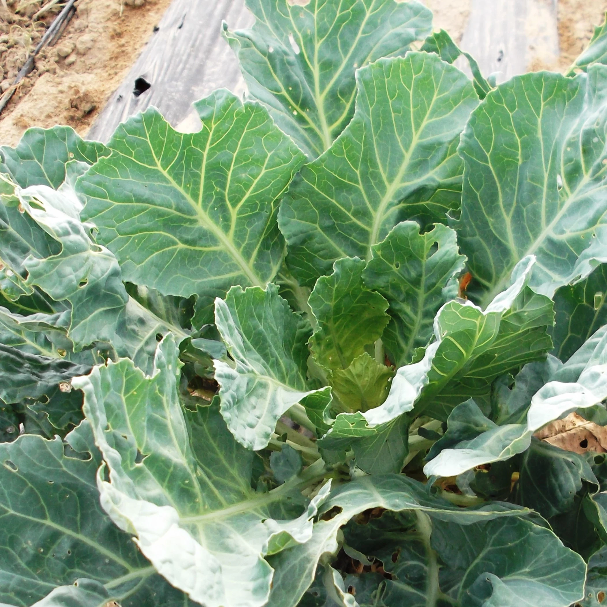 WILD WEST SEED, INC Collards, Vates 1lb — Single Unit