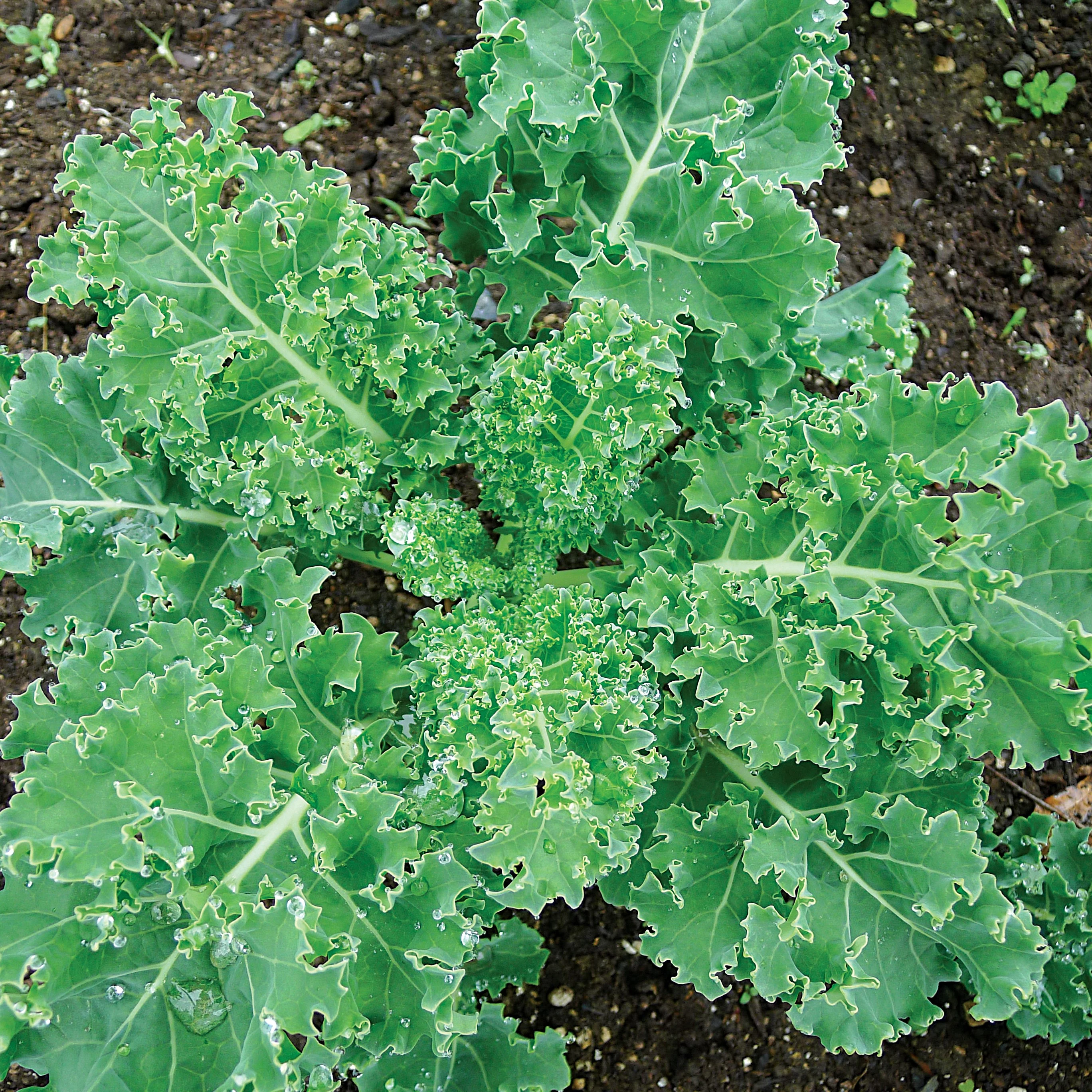 WILD WEST SEED, INC Kale, Early Curled Siberian 1lb — Single Unit
