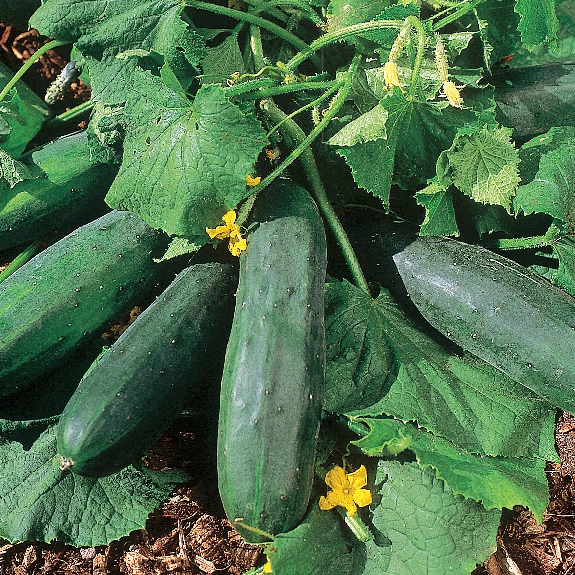 WILD WEST SEED, INC Cucumber, Bush Crop 1lb — Single Unit