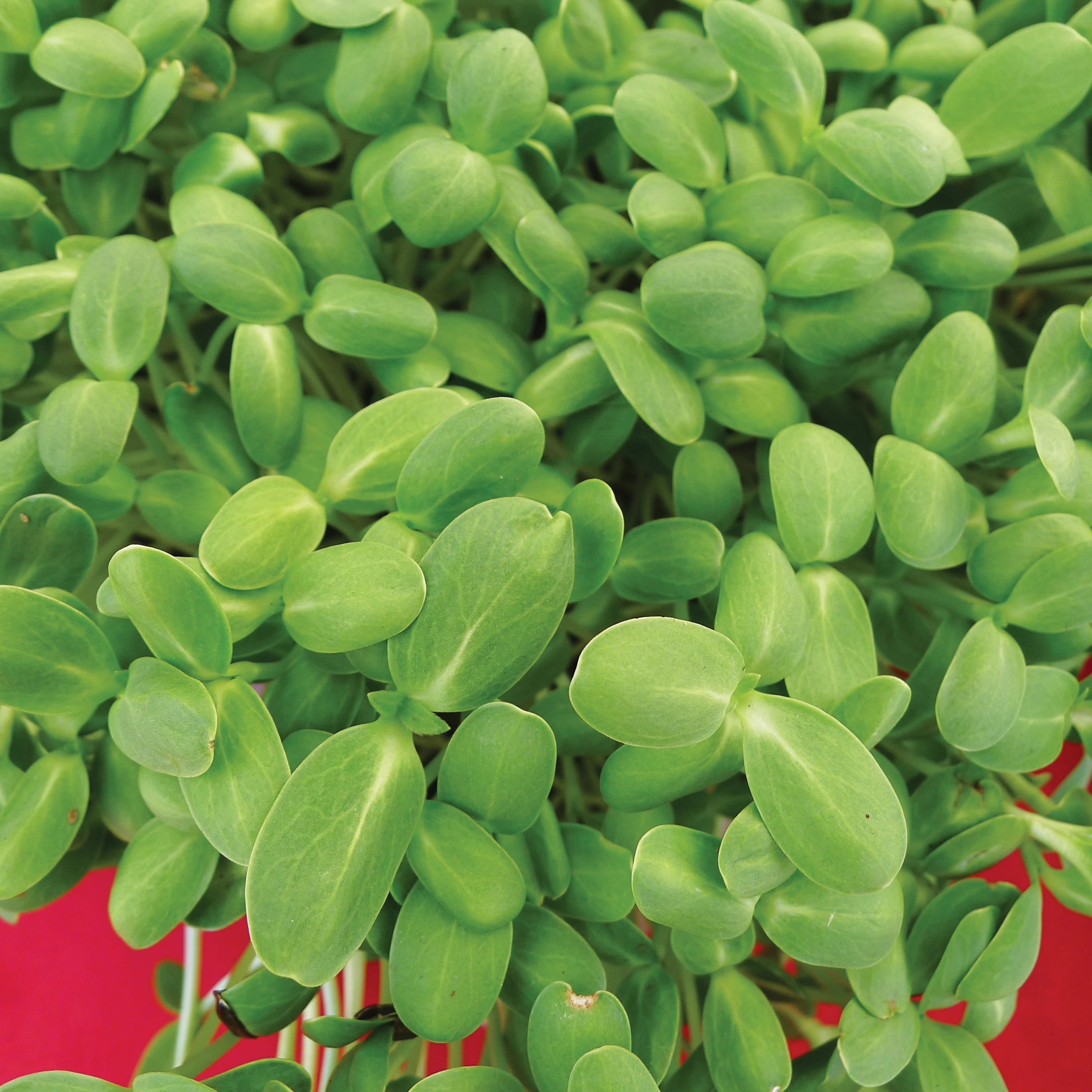 WILD WEST SEED, INC Cress, Upland 4oz — Single Unit