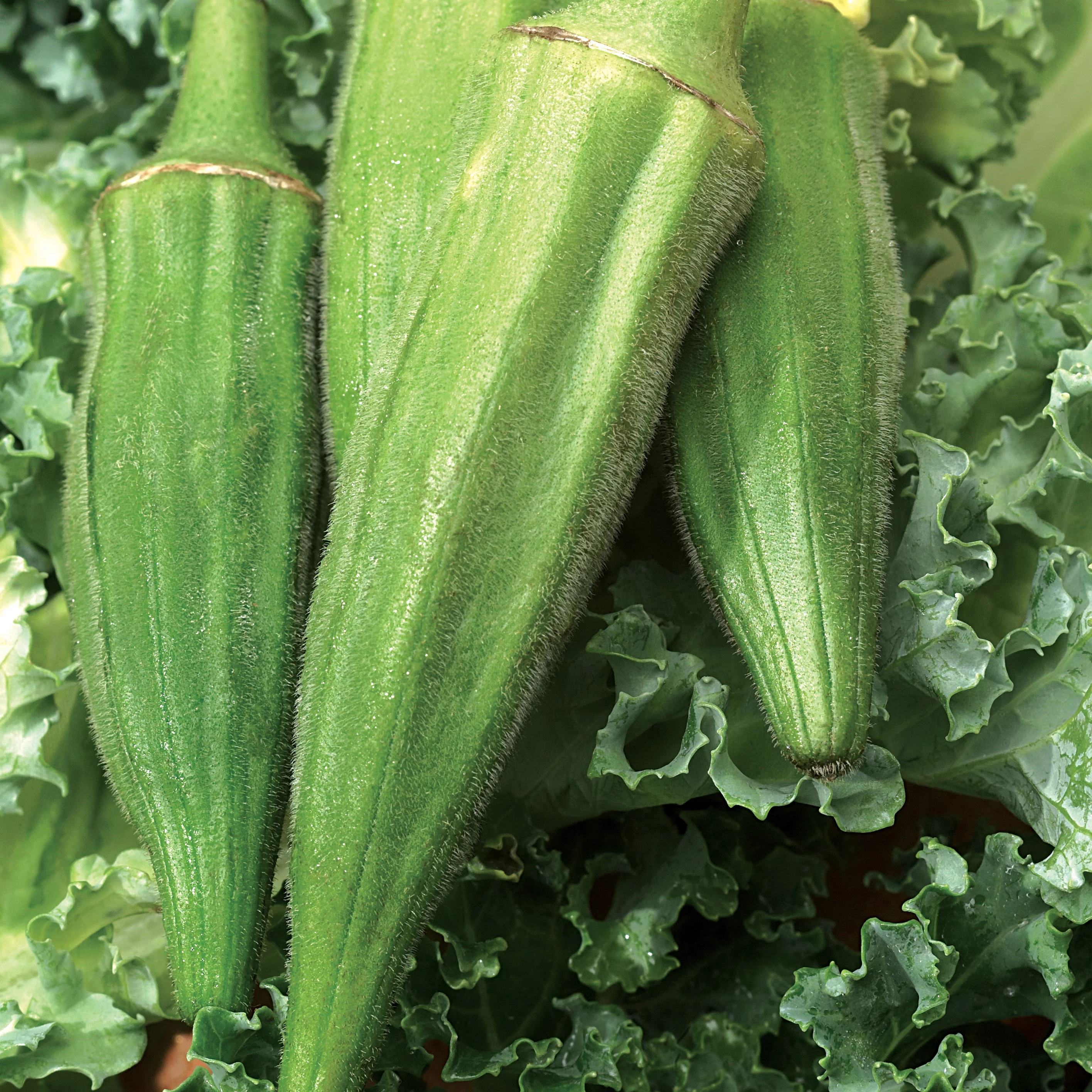 WILD WEST SEED, INC Okra, Long Pod Green 4oz — Single Unit