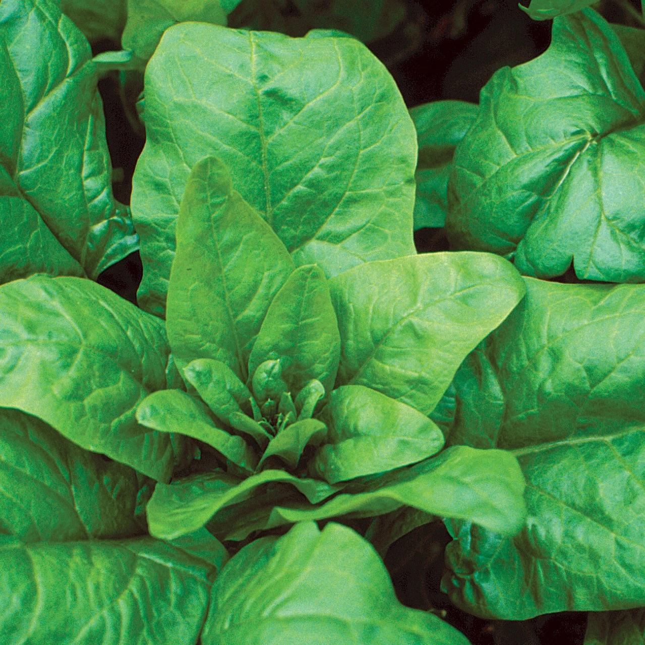 WILD WEST SEED, INC Spinach, Bloomsdale Long Standing 1lb — Single Unit
