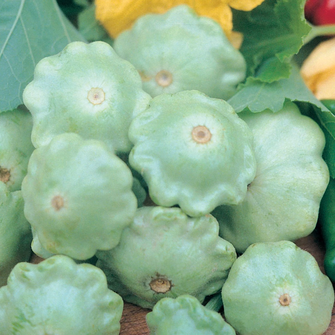 WILD WEST SEED, INC Squash, Bennings Green Tint 1/2oz — Single Unit