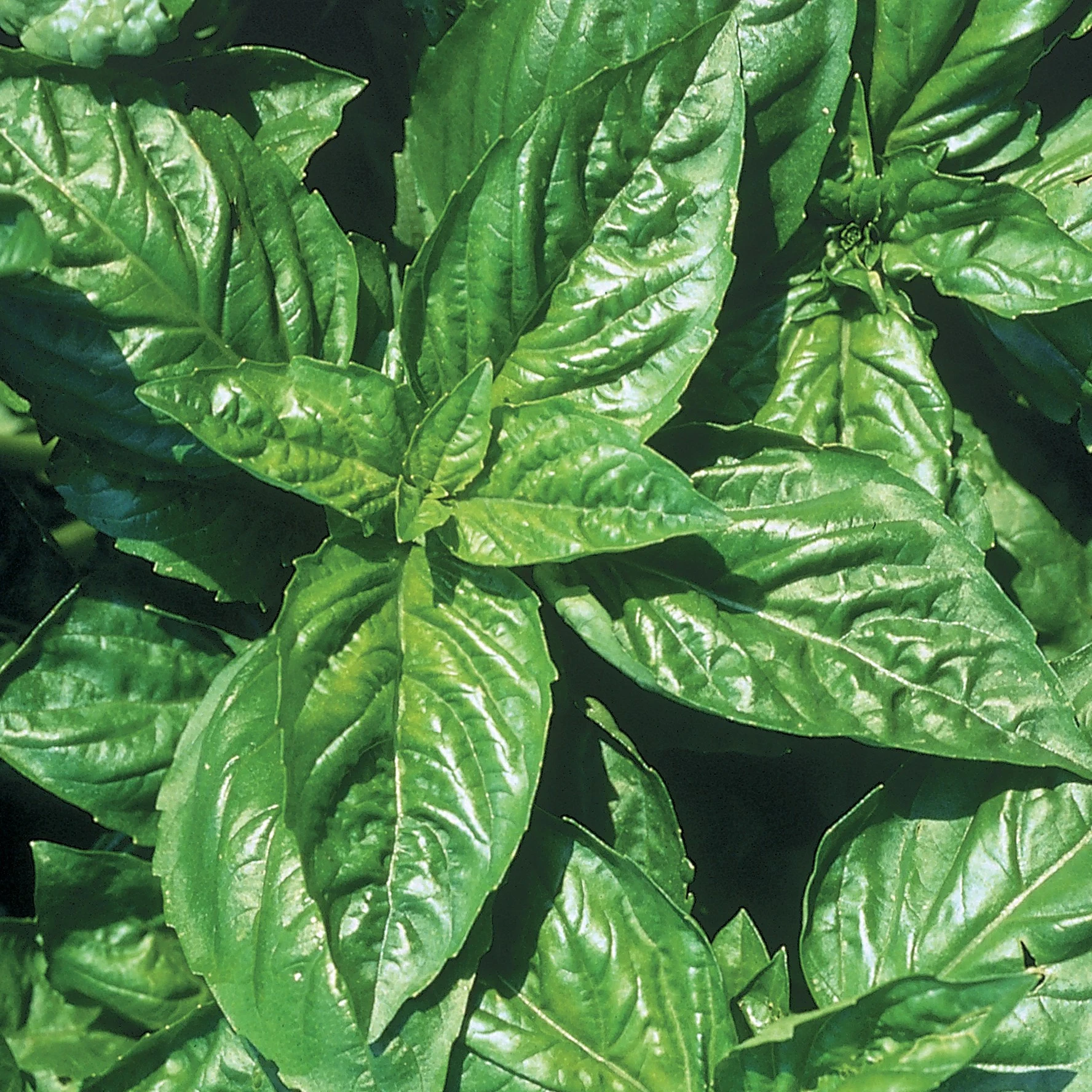 WILD WEST SEED, INC Basil, Lemon 1/16oz — Single Unit