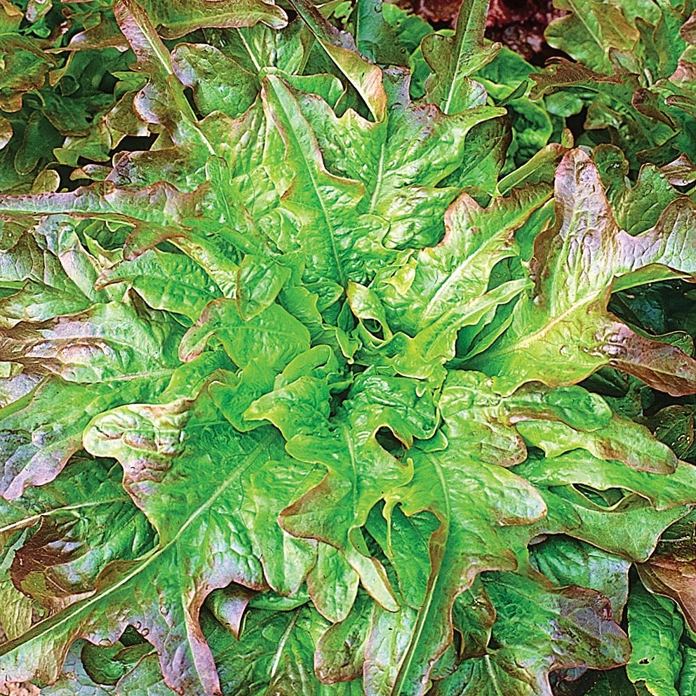 WILD WEST SEED, INC Lettuce, Oakleaf 1/2oz — Single Unit