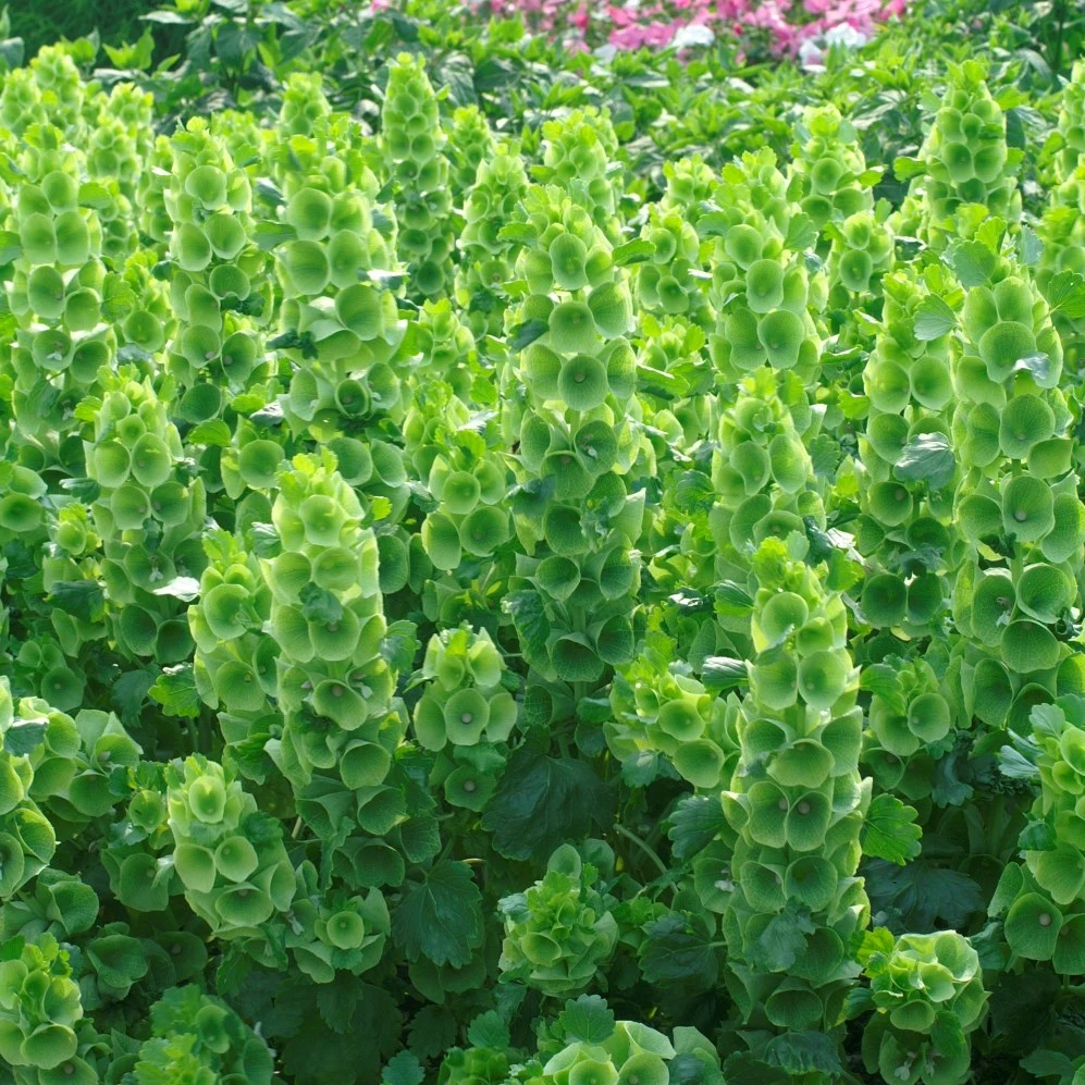WILD WEST SEED, INC Bells Of Ireland Lbs — Single Unit