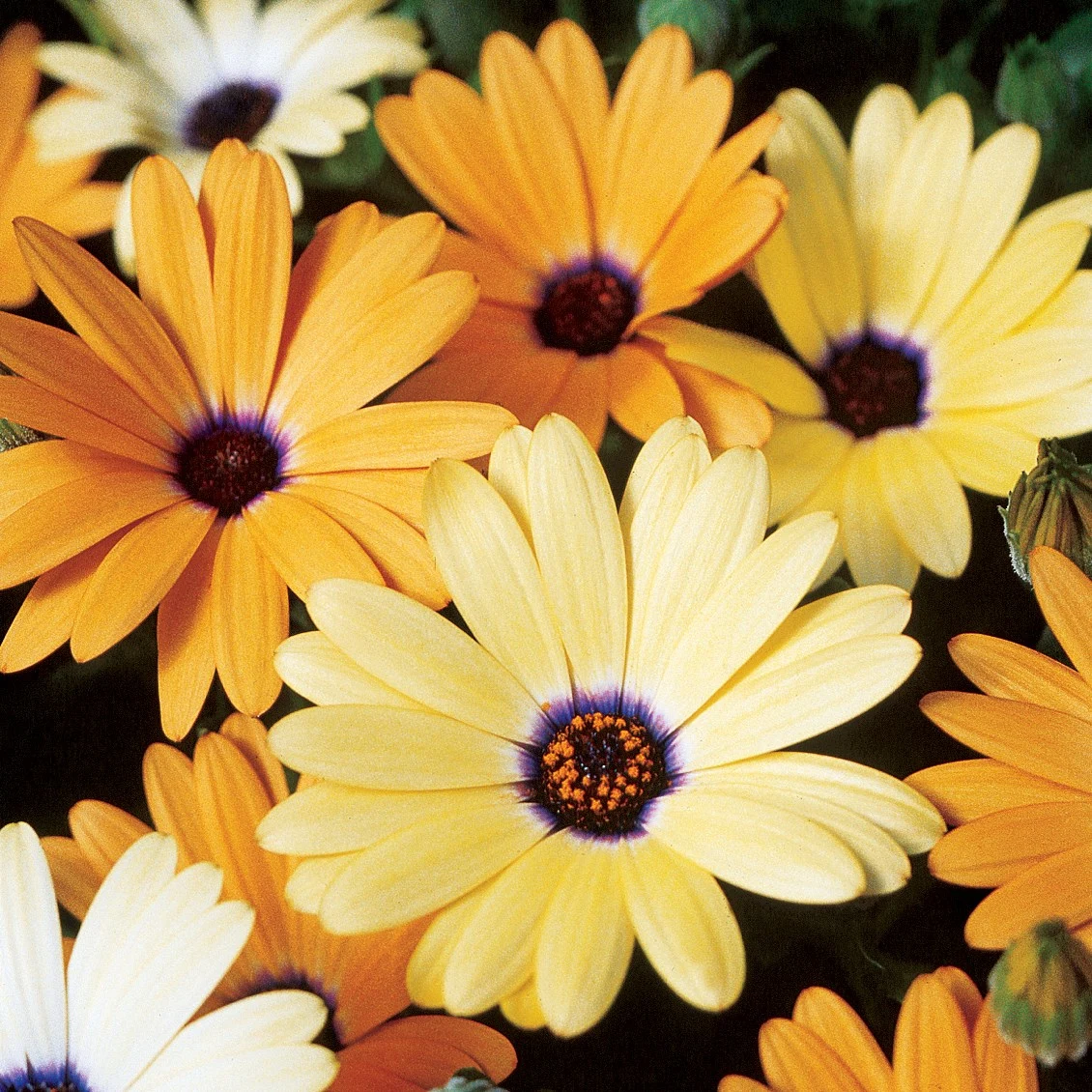 WILD WEST SEED, INC AFRICAN DAISY AURANTIACA MIX LBS — Single Unit