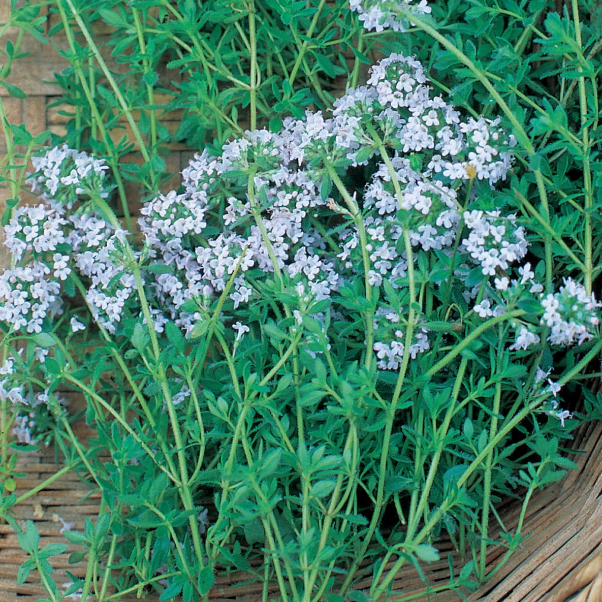 WILD WEST SEED, INC THYME - 1/4 OZ. EACH — Single Unit