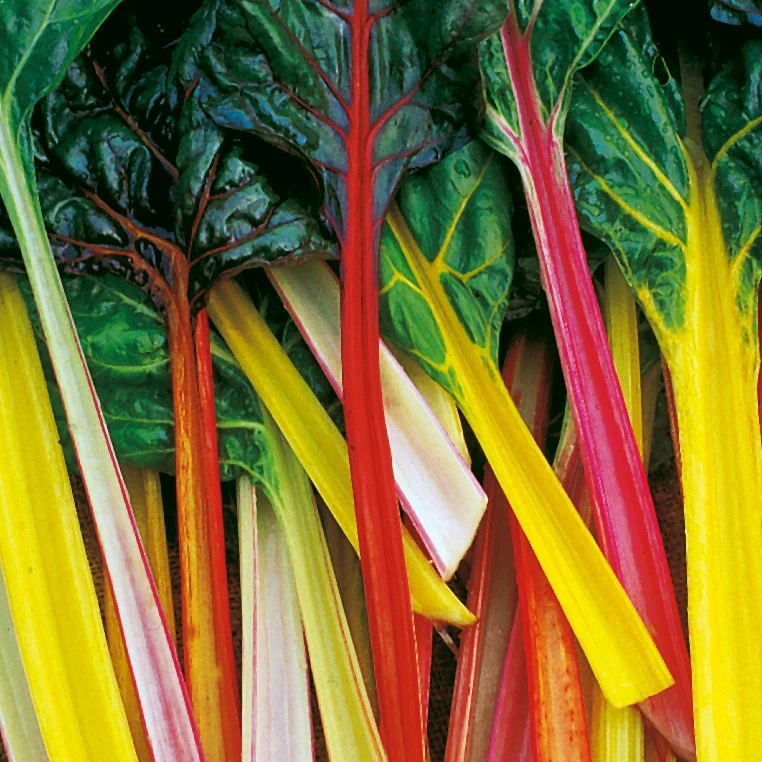 WILD WEST SEED, INC Swiss Chard, Northern Lights 1/2oz — Single Unit